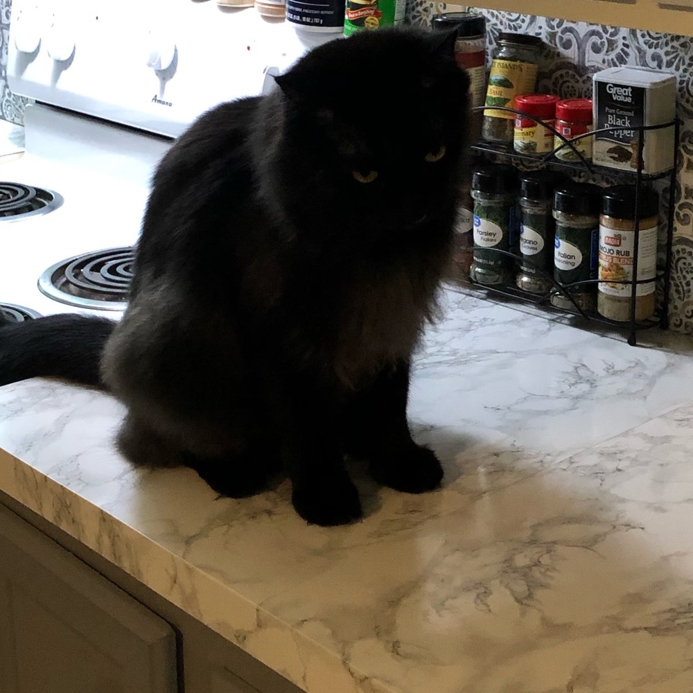 Meet your Posher, Stefanie